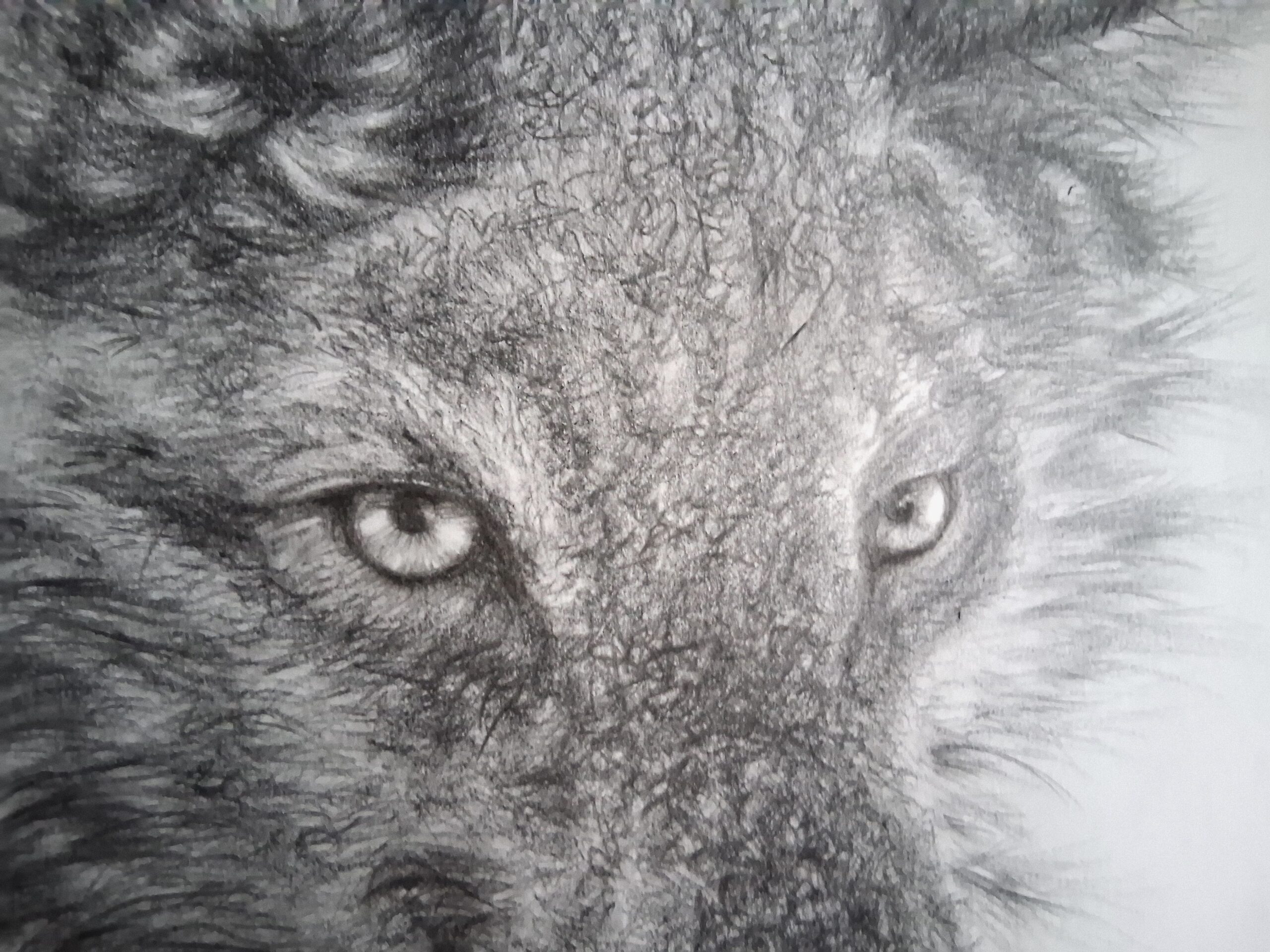 portrait of a beautiful canadian wolf portrait of a beautiful canadian wolf