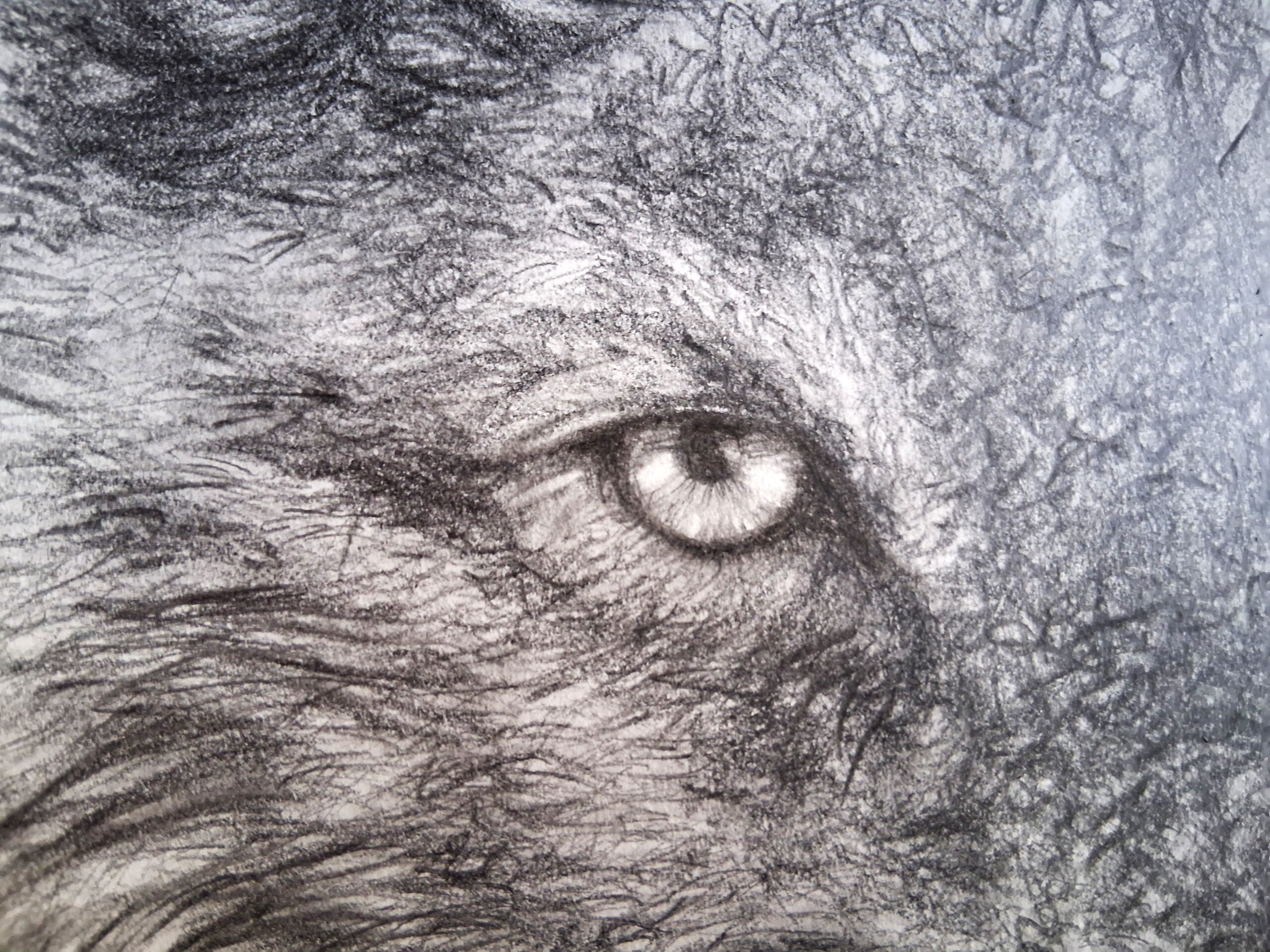 portrait of a beautiful canadian wolf portrait of a beautiful canadian wolf