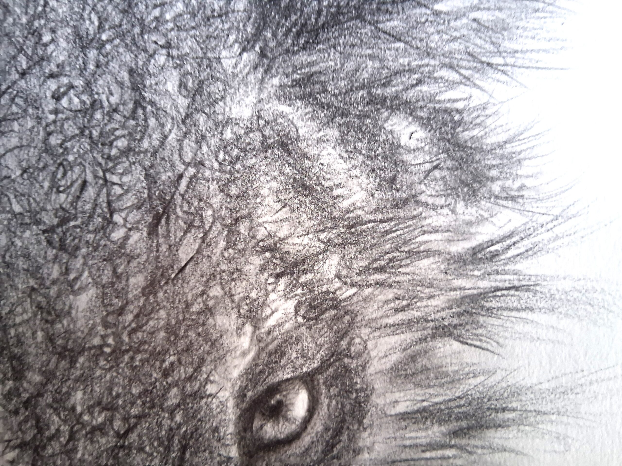 portrait of a beautiful canadian wolf portrait of a beautiful canadian wolf