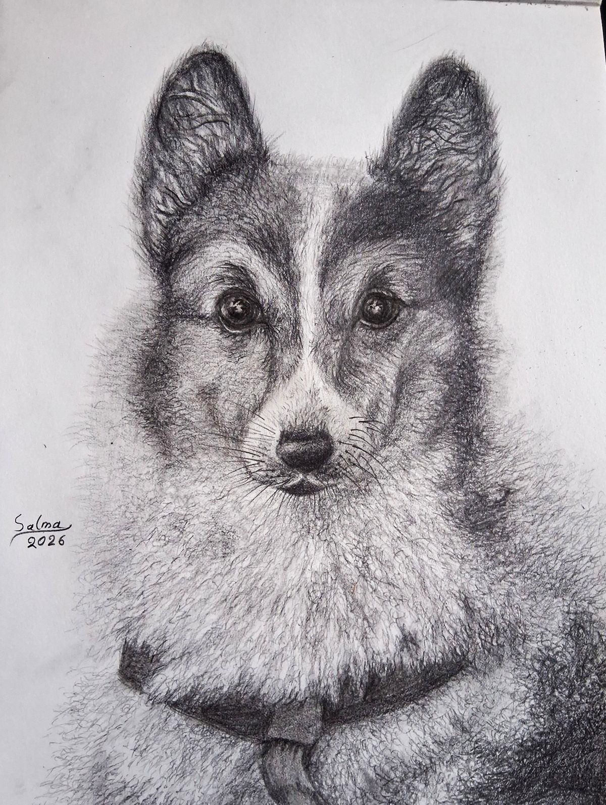 portrait of a beautiful dog portrait of a beautiful dog