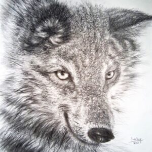 portrait of a beautiful canadian wolf