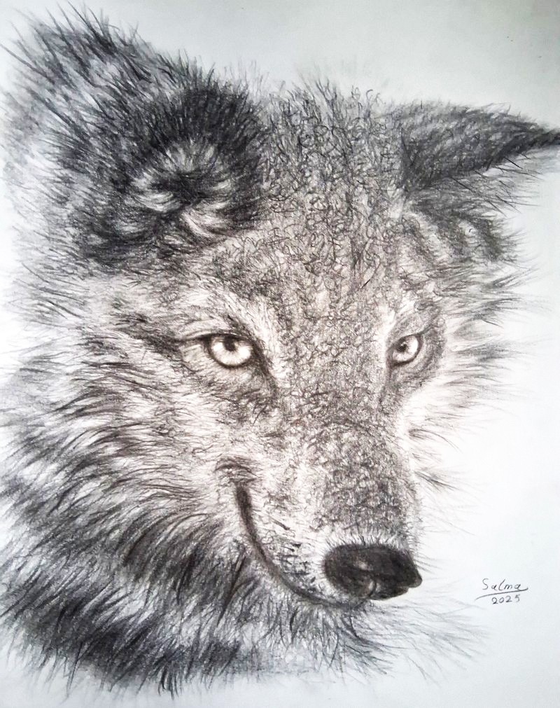 portrait of a beautiful canadian wolf portrait of a beautiful canadian wolf