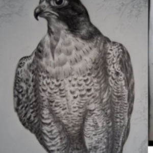 canadian falcon